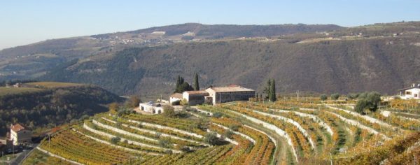 Vineyard and Winery Tour with Wine Tasting - Image 2